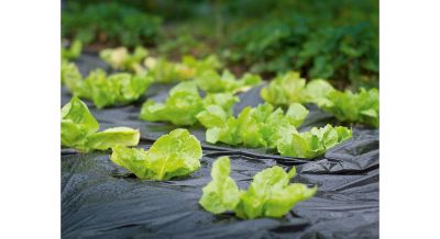 Mulčovacia fólia 10m x 1,5 m čierna